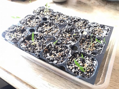 種まきから1か月以上で双葉誕生！｜キャロライナリーパーの栽培