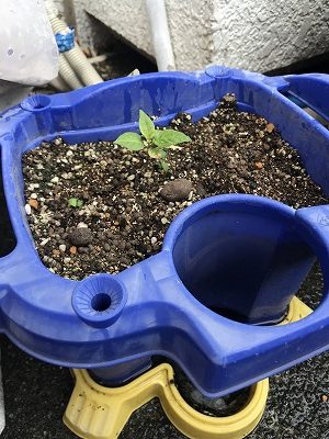 そして、子どもが朝顔を植えてた鉢にも！｜キャロライナリーパーの栽培