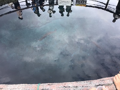 忍野八海の代表的な池「中池」です。｜忍野八海を見に行ってきました^^