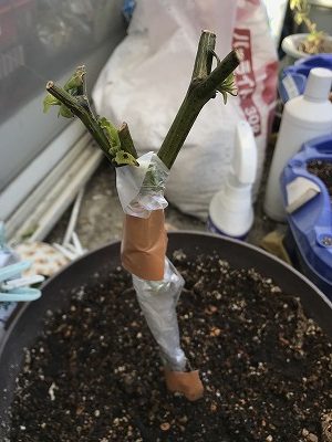 キャロライナリーパーの栽培【越冬と土づくり】3