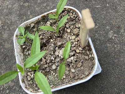 韓国の唐辛子「キムチトウガラシ（光輝）」の栽培　～ガス工事屋がホムセンでゲットした種を蒔きました～