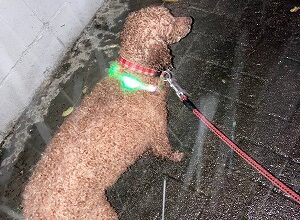 ゲリラ豪雨は突然に