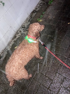 ゲリラ豪雨は突然に