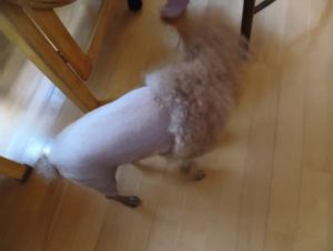 【トリミング】トイプードルの「ザビエルカット」