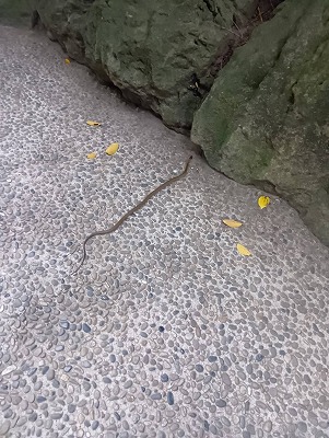 寒川神社で蛇発見！