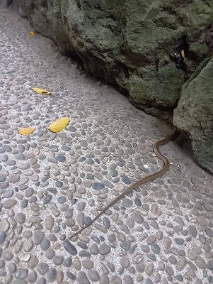 寒川神社で蛇発見！