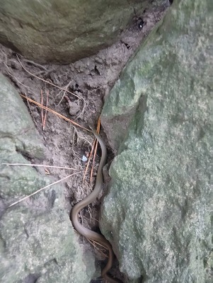 寒川神社で蛇発見！