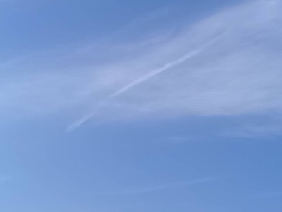 寒川神社で蛇発見！