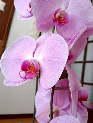 ☆アヤセ洋蘭さんの胡蝶蘭☆