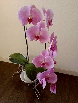 ☆アヤセ洋蘭さんの胡蝶蘭☆