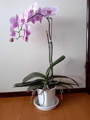 逆向きにした胡蝶蘭