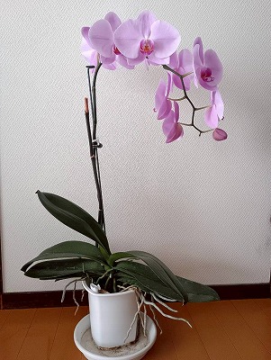 胡蝶蘭のかわいい花が咲いてきました