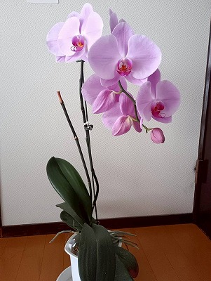 新たなツルが伸びて花が咲きました
