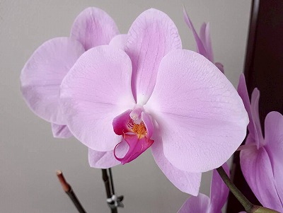 もっと大きな花になれ^^