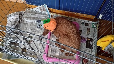 被り物をかぶせられてます